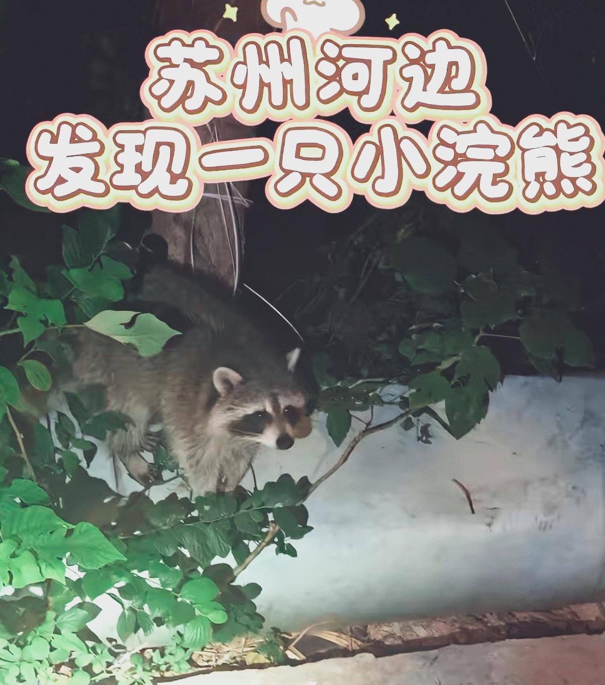 苏州竟然都有小浣熊了。

张家港一位居民在河道边散步，撞见草丛里窜出个干脆面既视