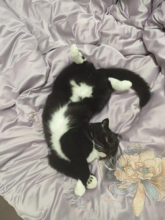 没更新是因为人懒，卡咪过得很好