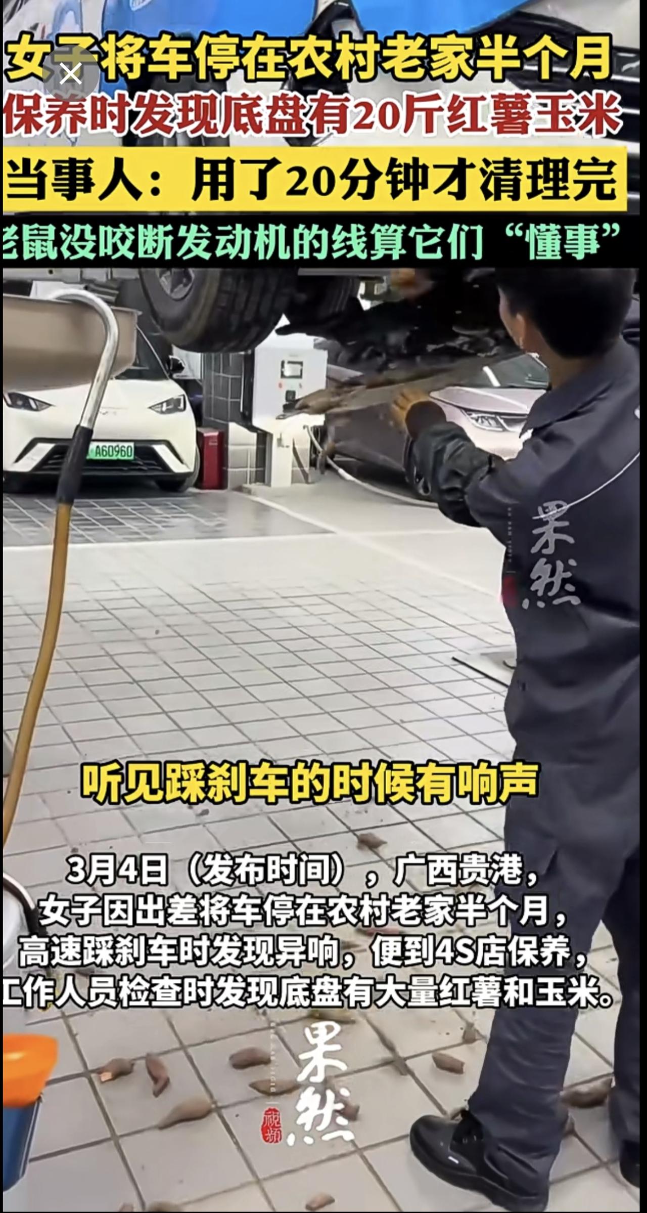 车停半个月底盘现20斤红薯玉米[捂脸]