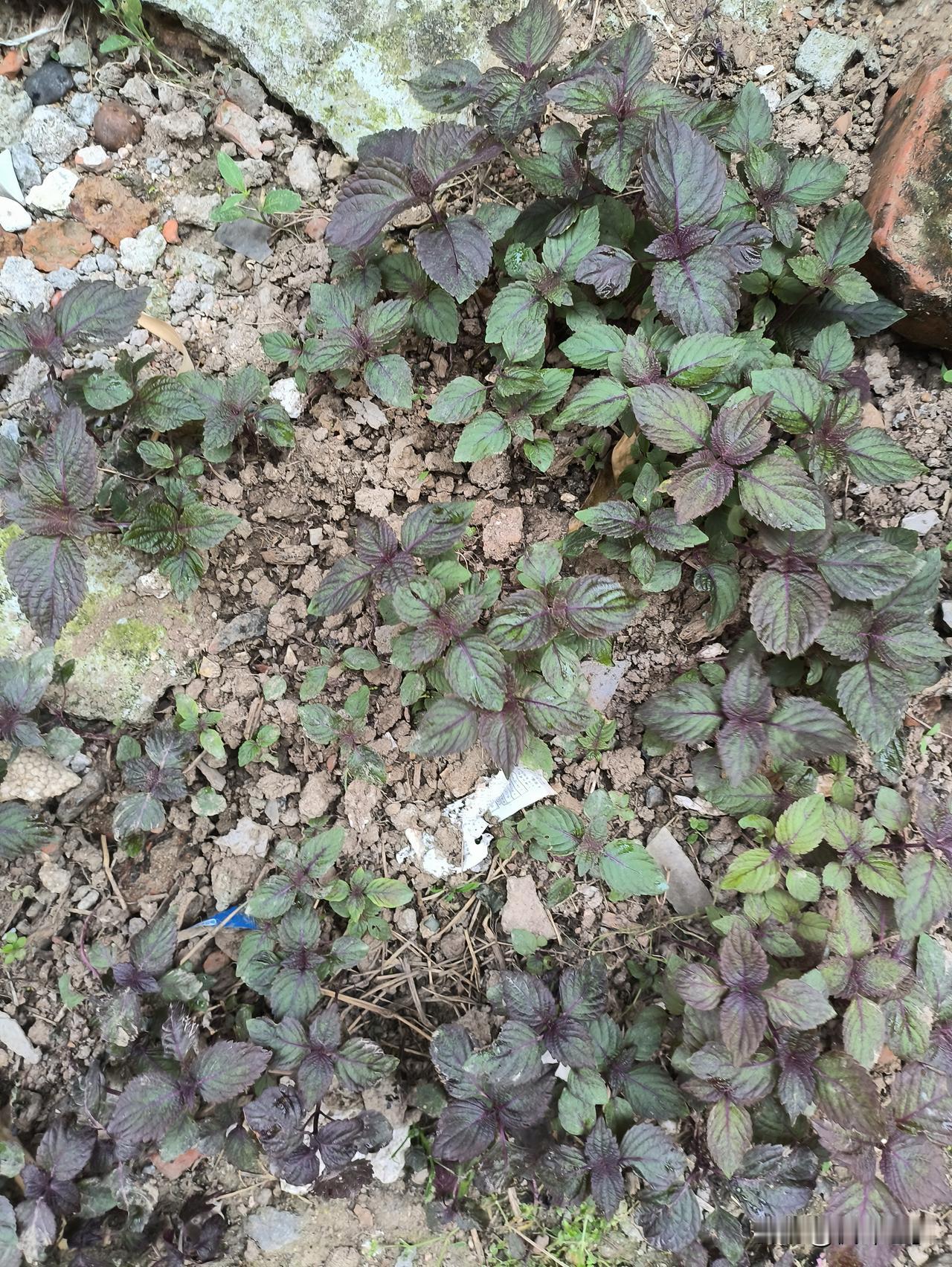 今天终于认识了紫苏。邻居家的门前出了好多小菜苗。开始我以为是邻居种的，可邻居说不