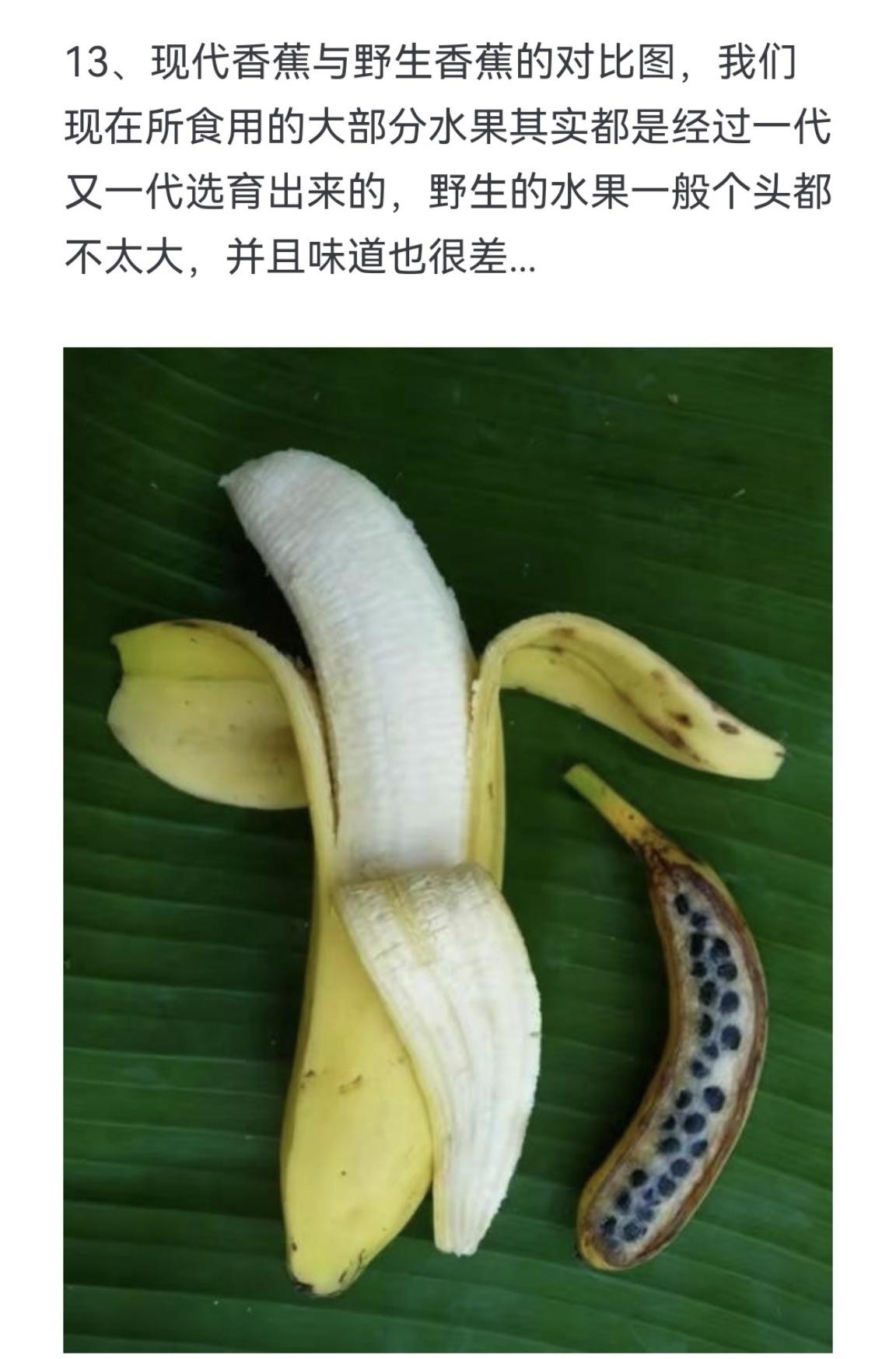 现代香蕉与野生香蕉的对比图，我们现在所食用的大部分水果其实都是经过一代...