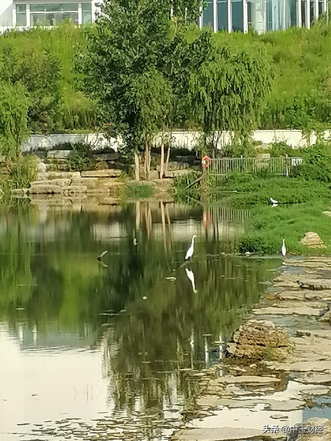 发一张现拍的乡村风景照白鹭捕鱼，绿水清波，看起来就是美！