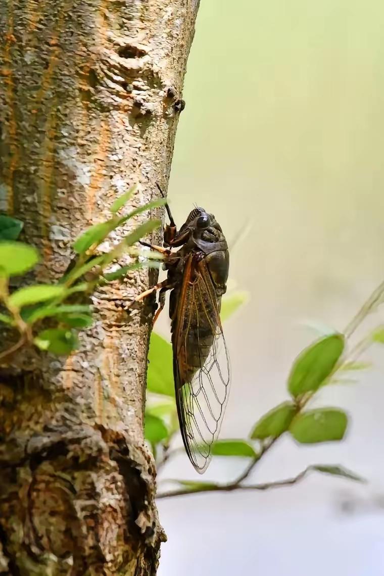 8月10日看盘要点剖析！
这个周末，消息面依旧积极向好。八月首周，大A迎来良好开