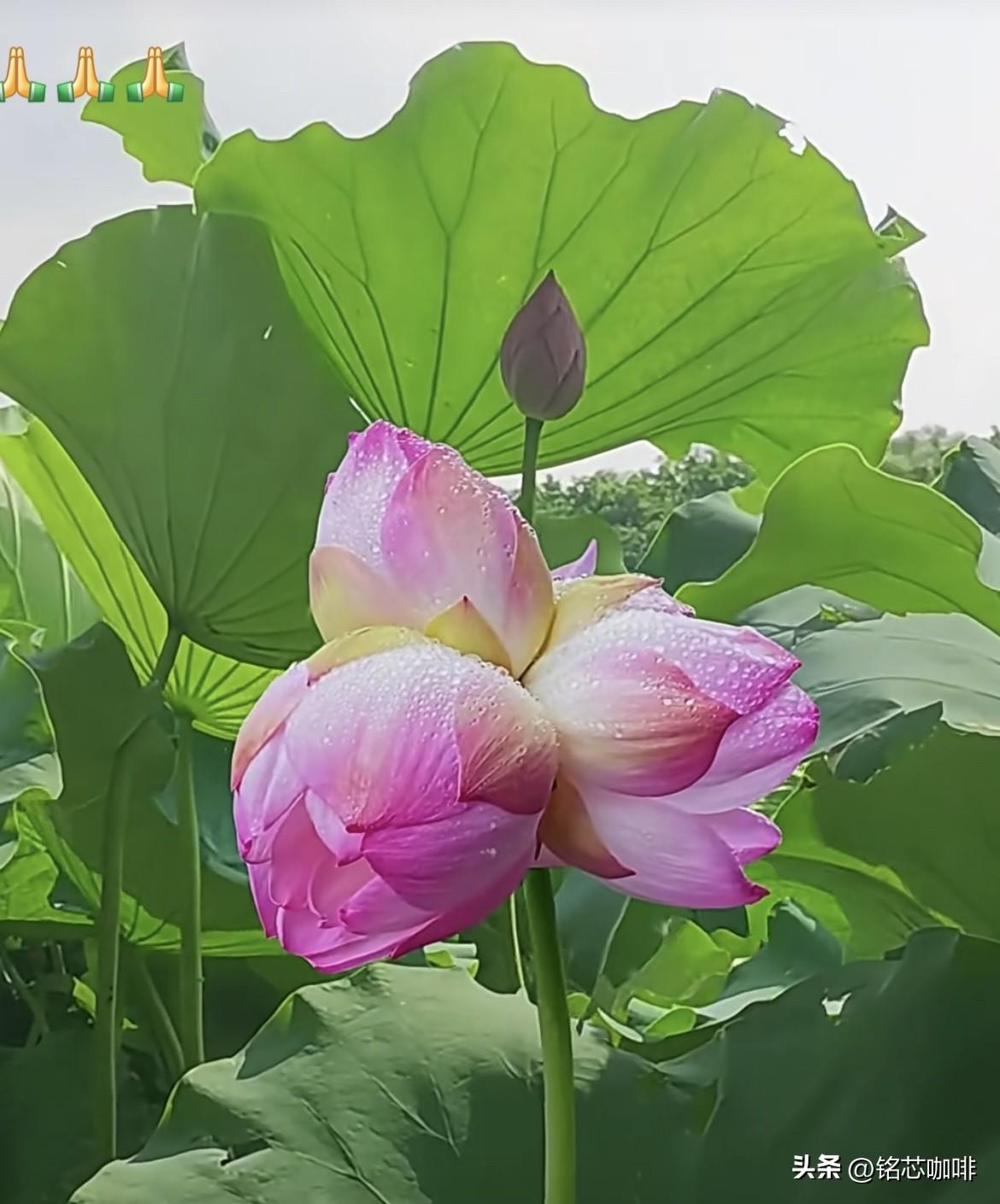 真正珍贵的关系，
从来不在数量。
就像最动人的花，
一朵便能点亮整个心房‼️