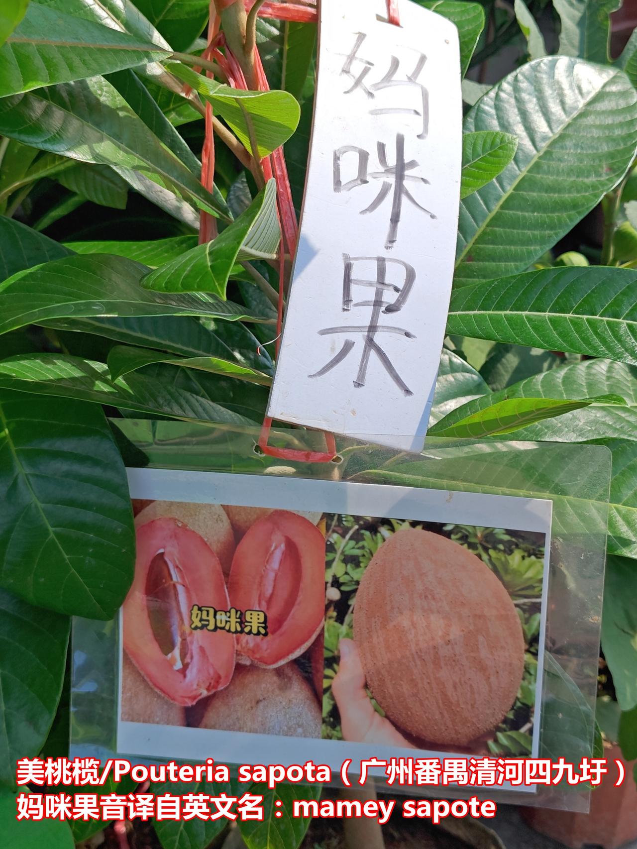 妈咪果(美桃榄)，和人心果很像，你吃过吗？

妈咪果音译自英文名：mamey s