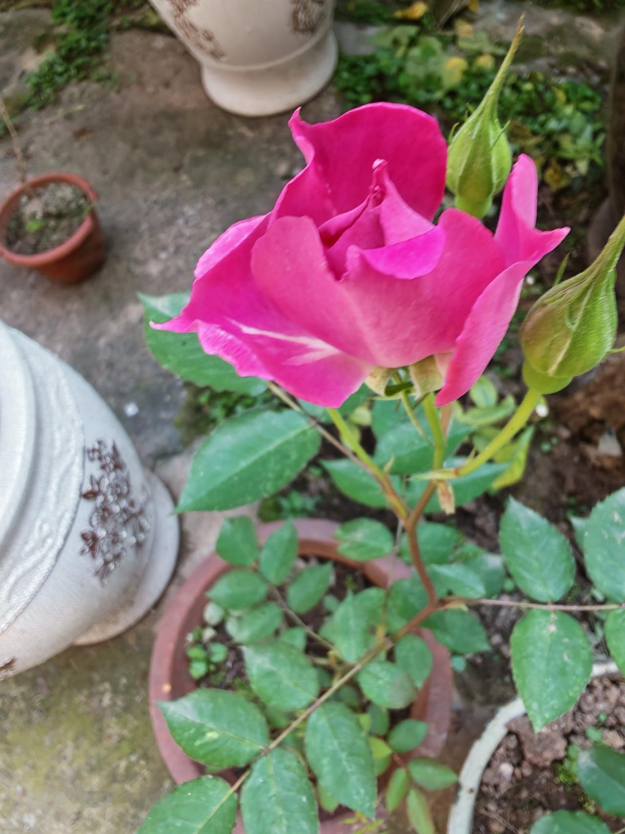 由于脚被崴伤了，今天就只能在我的后花园走走，看看我的花花草草了。