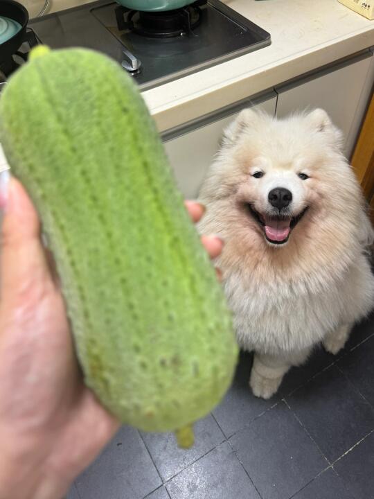 🈲养烈犬萨摩耶都爱吃的胖丝瓜！
