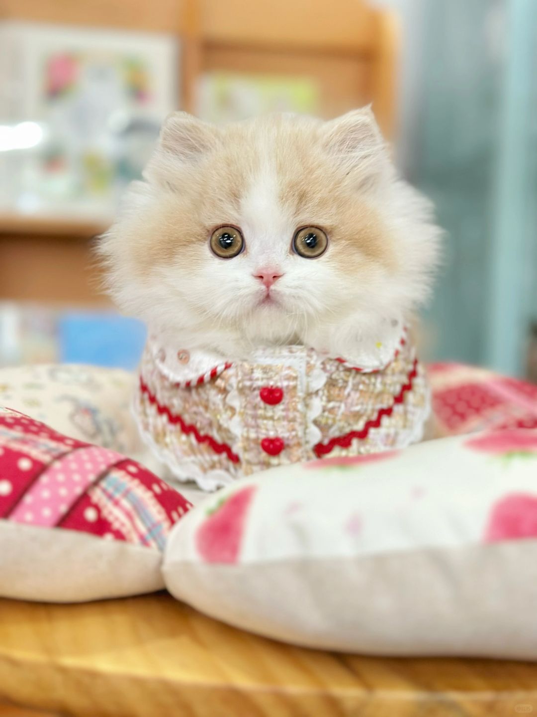 是羊毛毡吧 乳白米努特矮脚猫