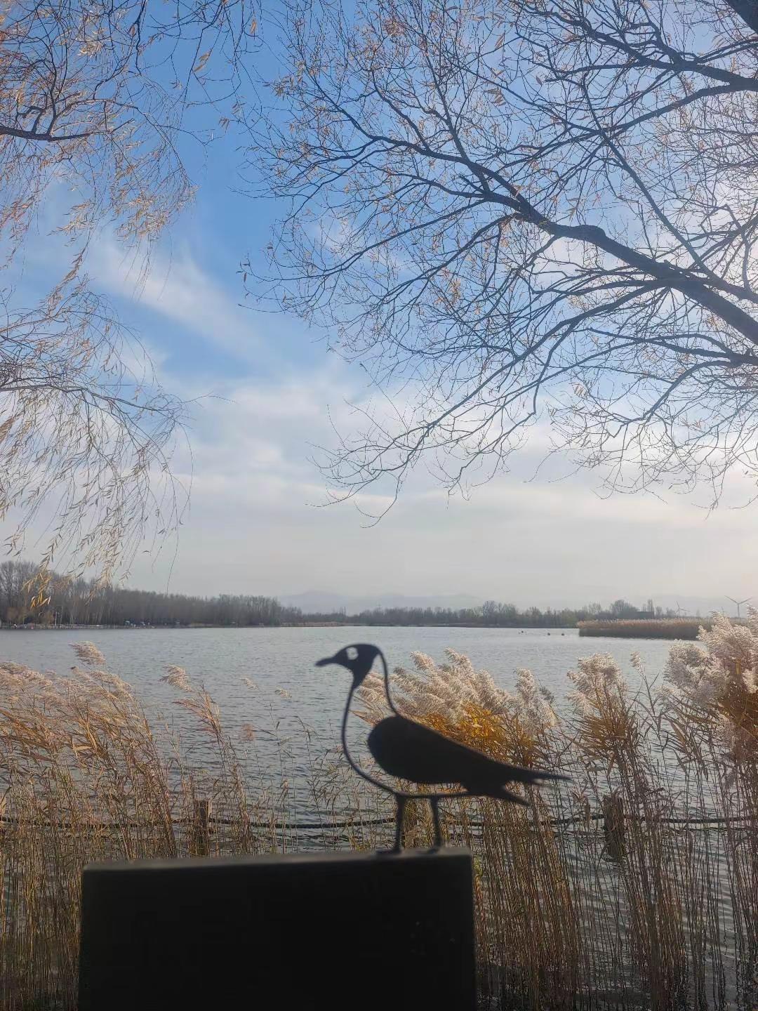 和自己和解 我在这芦苇荡等你北京周边游 野鸭湖 1798户外 好想来见面