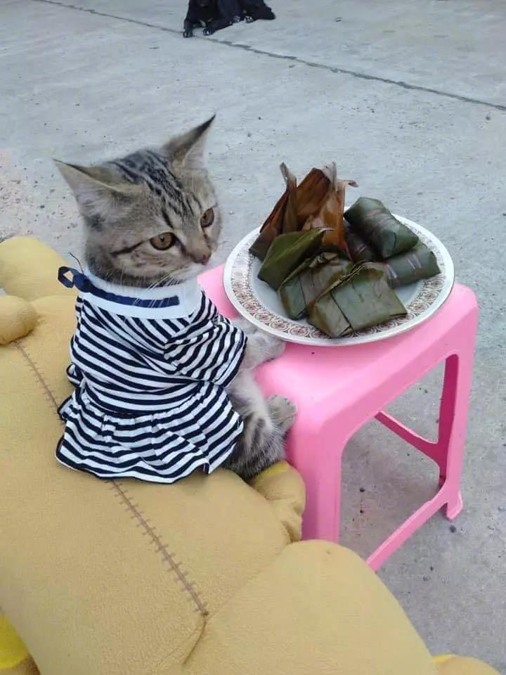 猫：各位行过路过，干万别错过哦！[捂脸]为了一日三餐的猫粮，我容易吗？这只来自泰