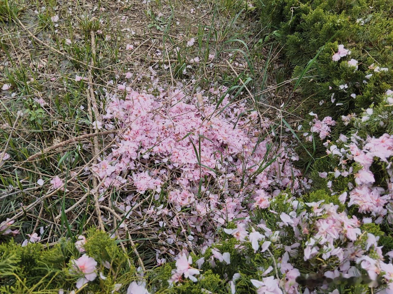 落红不是无情物，化作春泥更护花。
九龙湾的海棠花开了，九龙湾的海棠花落了。
花开