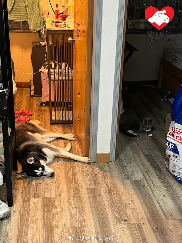 要爱护动物狗狗狗  「替坐監兒子照顧雪橇犬 狗主父親數日後上公屋急為狗尋家..」
