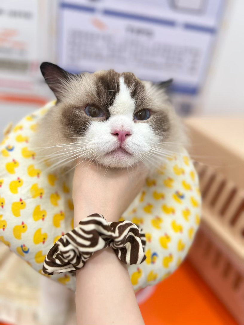 每天都是不服气的小猪脸