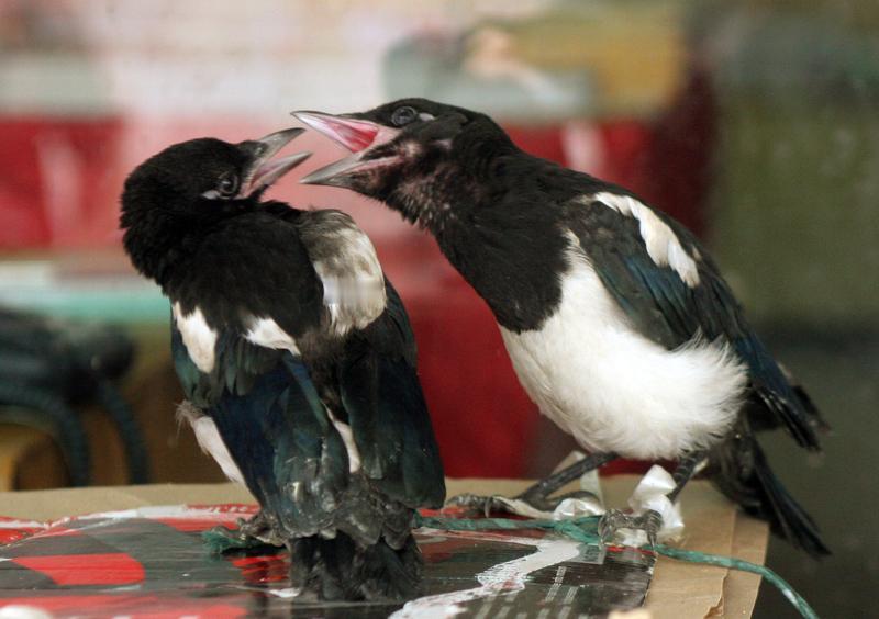 “科学也解释不清了！”辽宁营口，一女子逛街时偶遇只胖喜鹊，摸了摸它，喜鹊竟直接飞