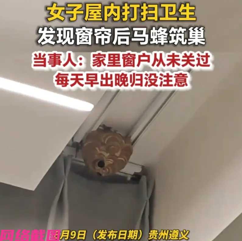 贵州遵义有女子这天在家打扫卫生，抬头看到家里屋顶竟然出现马蜂窝，女子惊讶无比，这