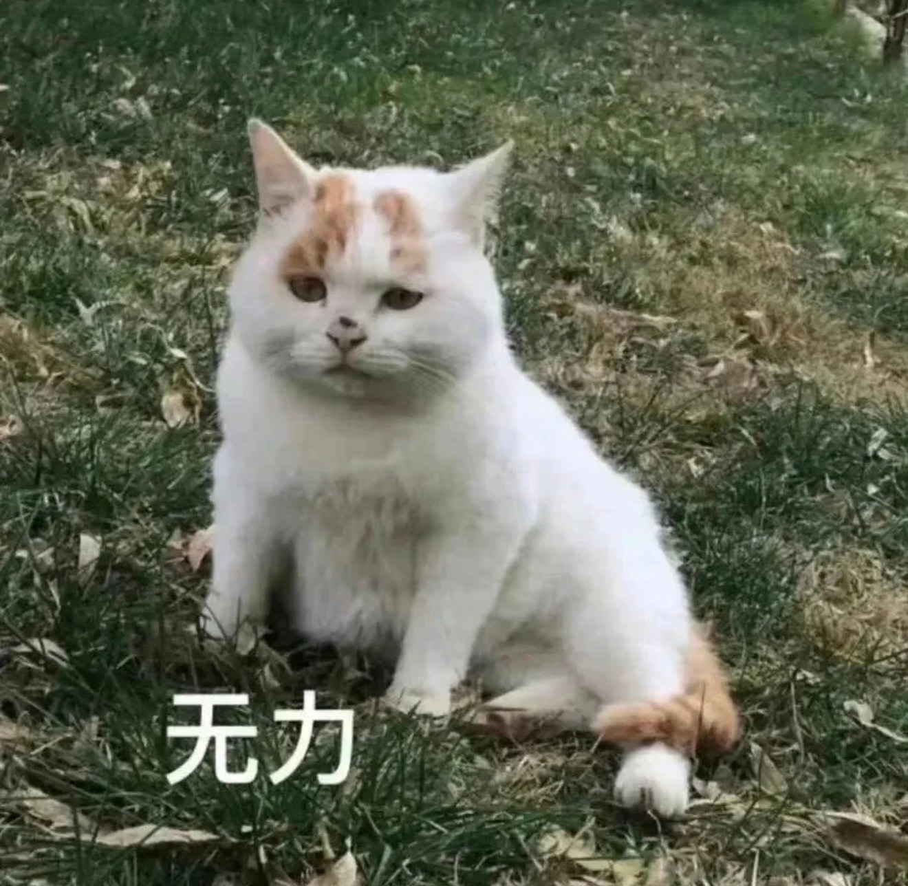 网警处罚编造大葱免费拿谣言者这种事情不是第一次发生了。都是有一个人拍视频说免费，