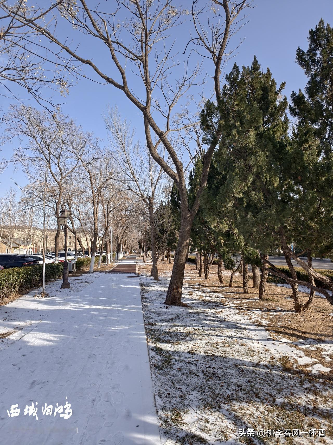 分享一下你随手拍下的照片截止目前，东营的雪少的可怜。
