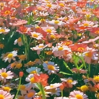 ‎每日一善🍃☀️阳光信用 感恩是一种善行，我们要感恩一切善待自己的人。我们要感
