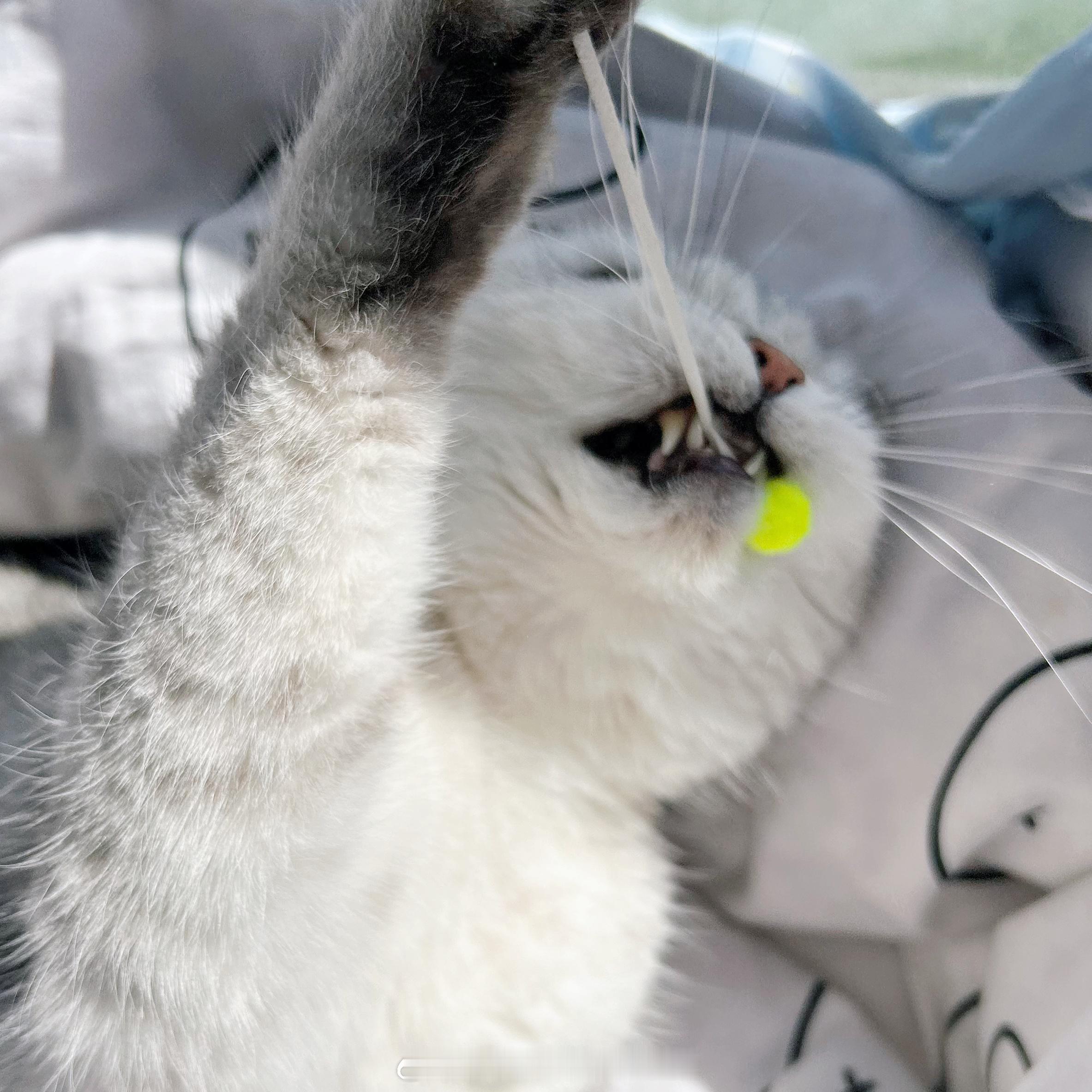 可爱的哩我的宝😘#年糕才不要小鱼干[超话]##春日萌宠随手拍# ​​​