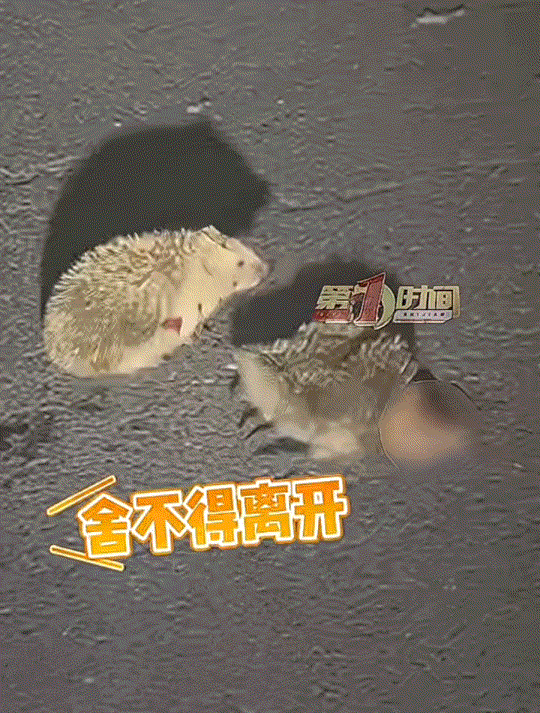 看得心痛，浙江杭州，一男子骑电动车行驶在路上时，便看到马路上蹲着一只小动物，后骑