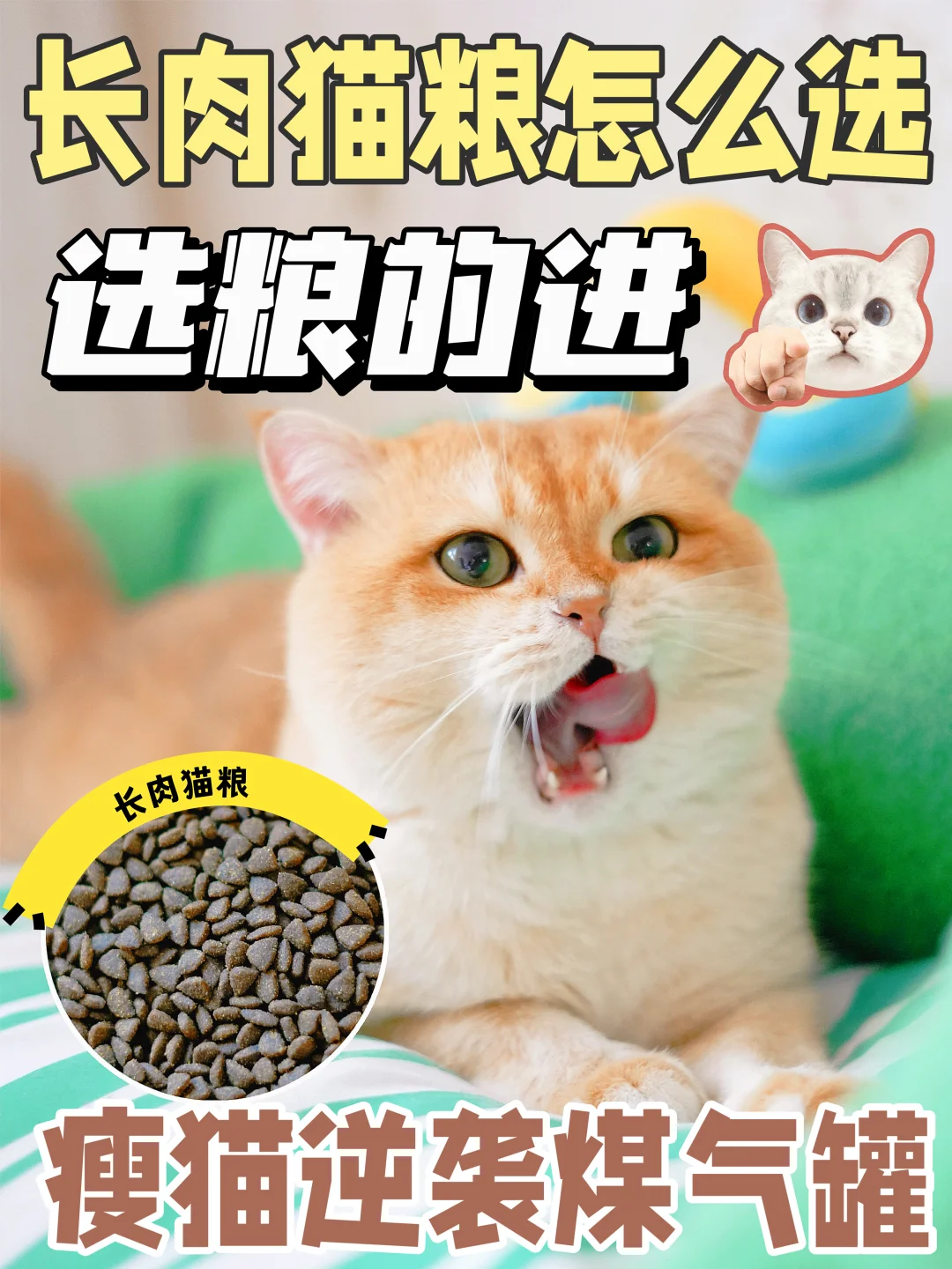 想要猫咪长肉的铲屎官速看！亲测瘦猫逆袭煤