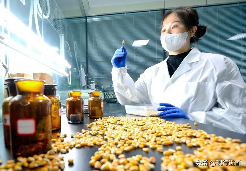 一粒玉米种子，怎样能获赔5000多万元？这源于最高法知识产权法庭宣判的一起种业侵