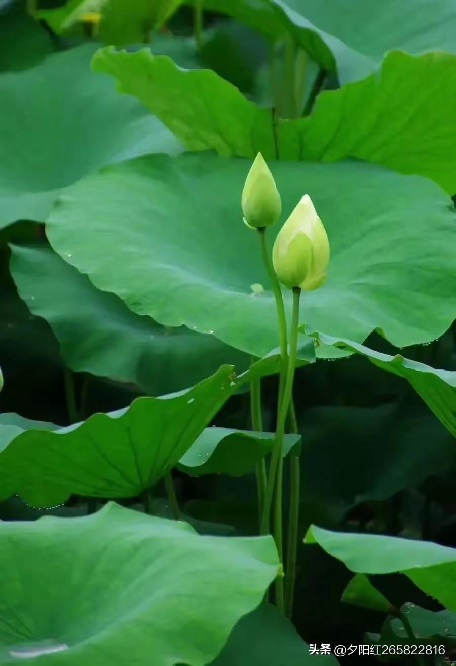 上联:月映荷塘秋色艳
下联:星临柳岸夜香幽