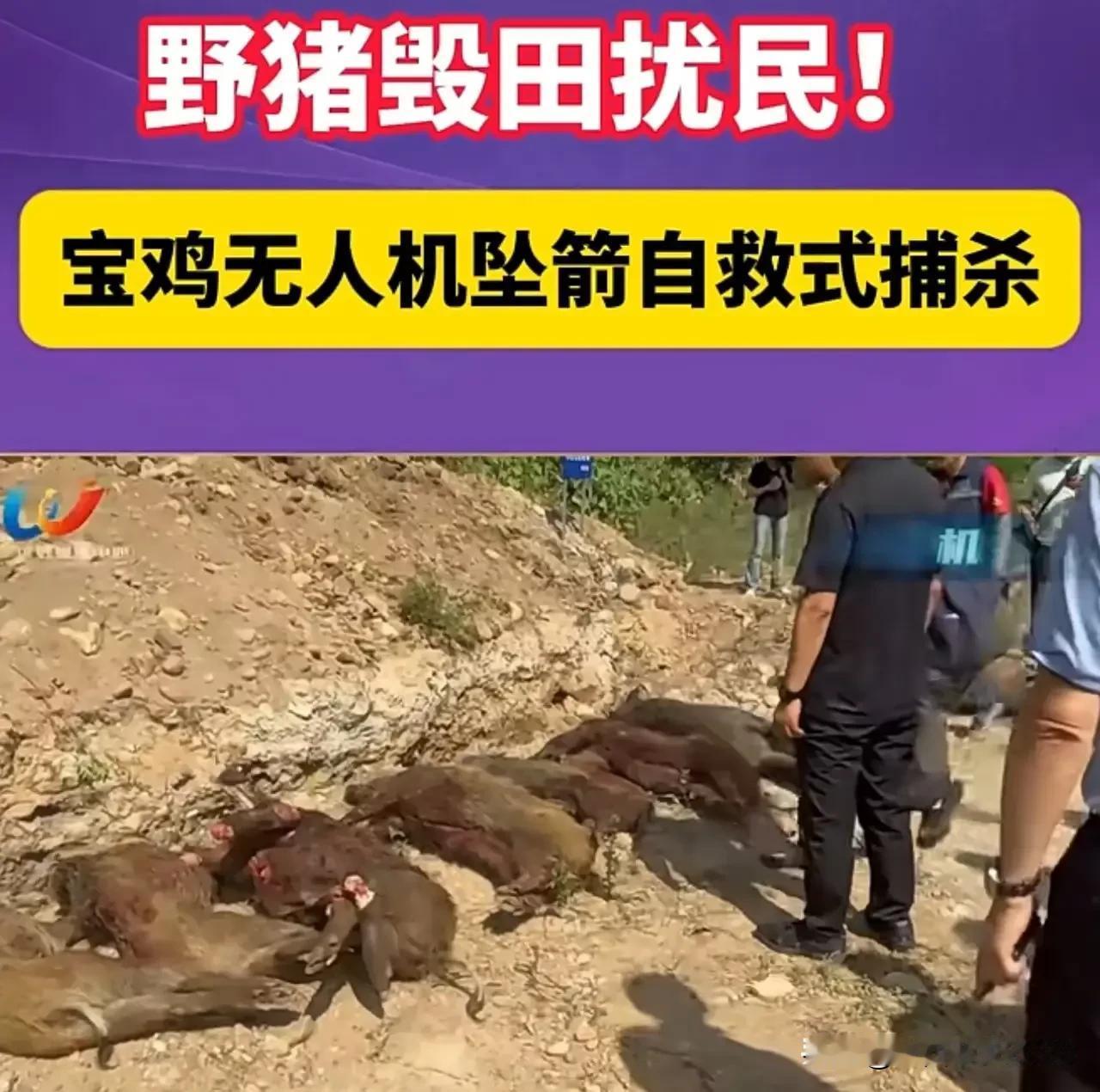 曾经的二级保护动物野猪，不能捕杀，不抓捕。没想到如今泛滥成灾，到处破坏农田，并且