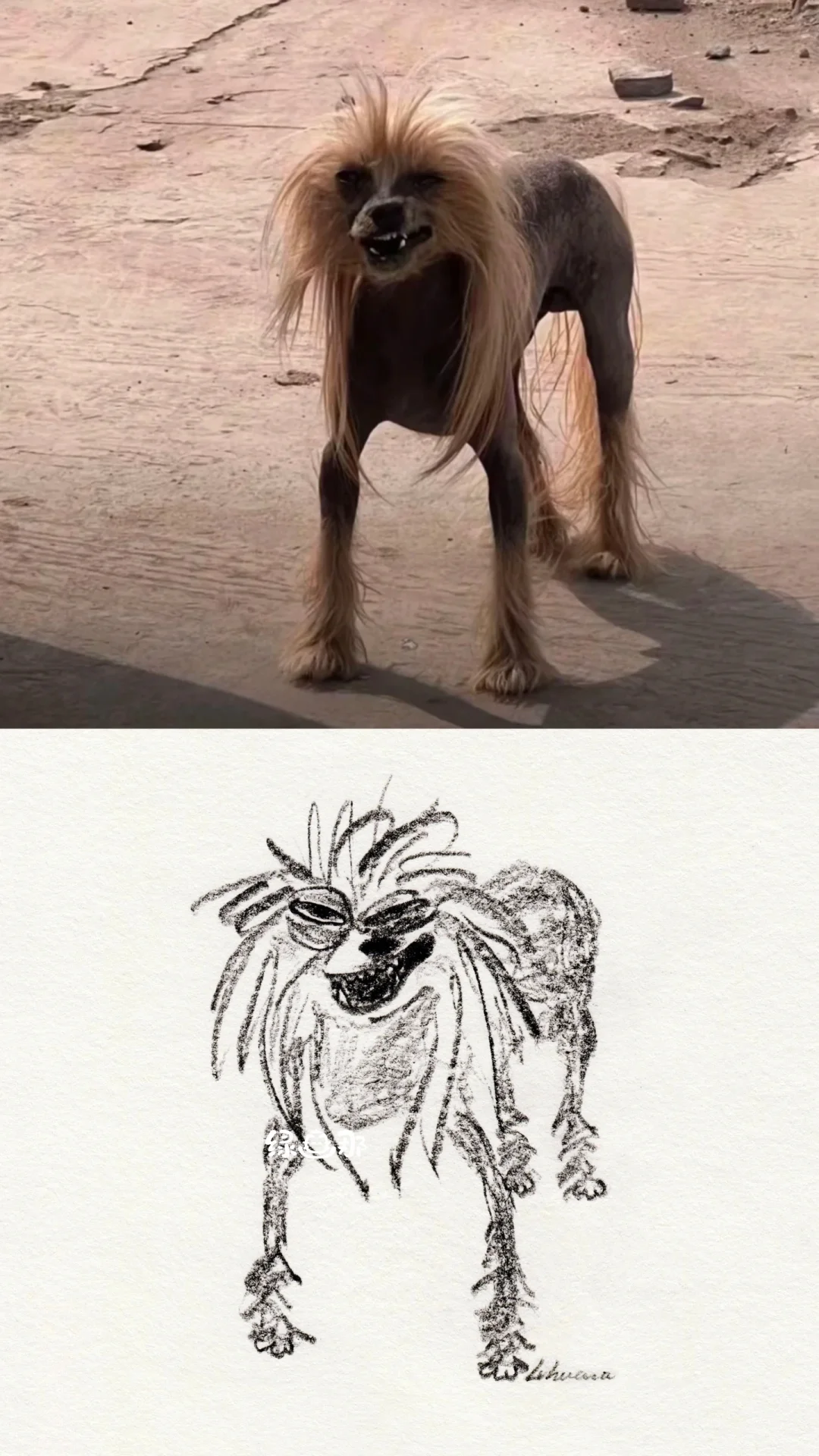 狗界裘千尺