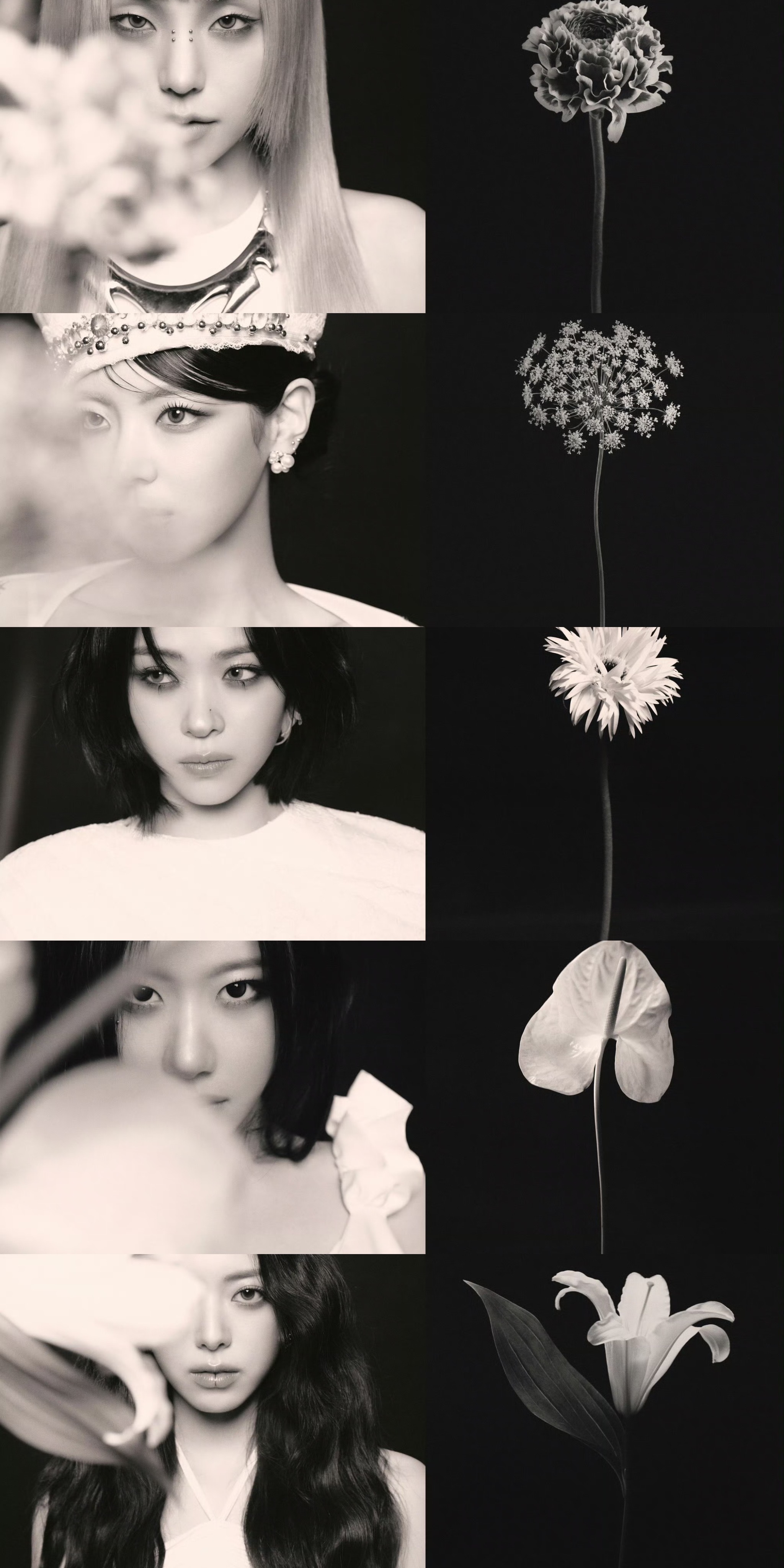 ITZY回归预告 投稿【ITZY】「花喻｜ITZY的五重浪漫」 