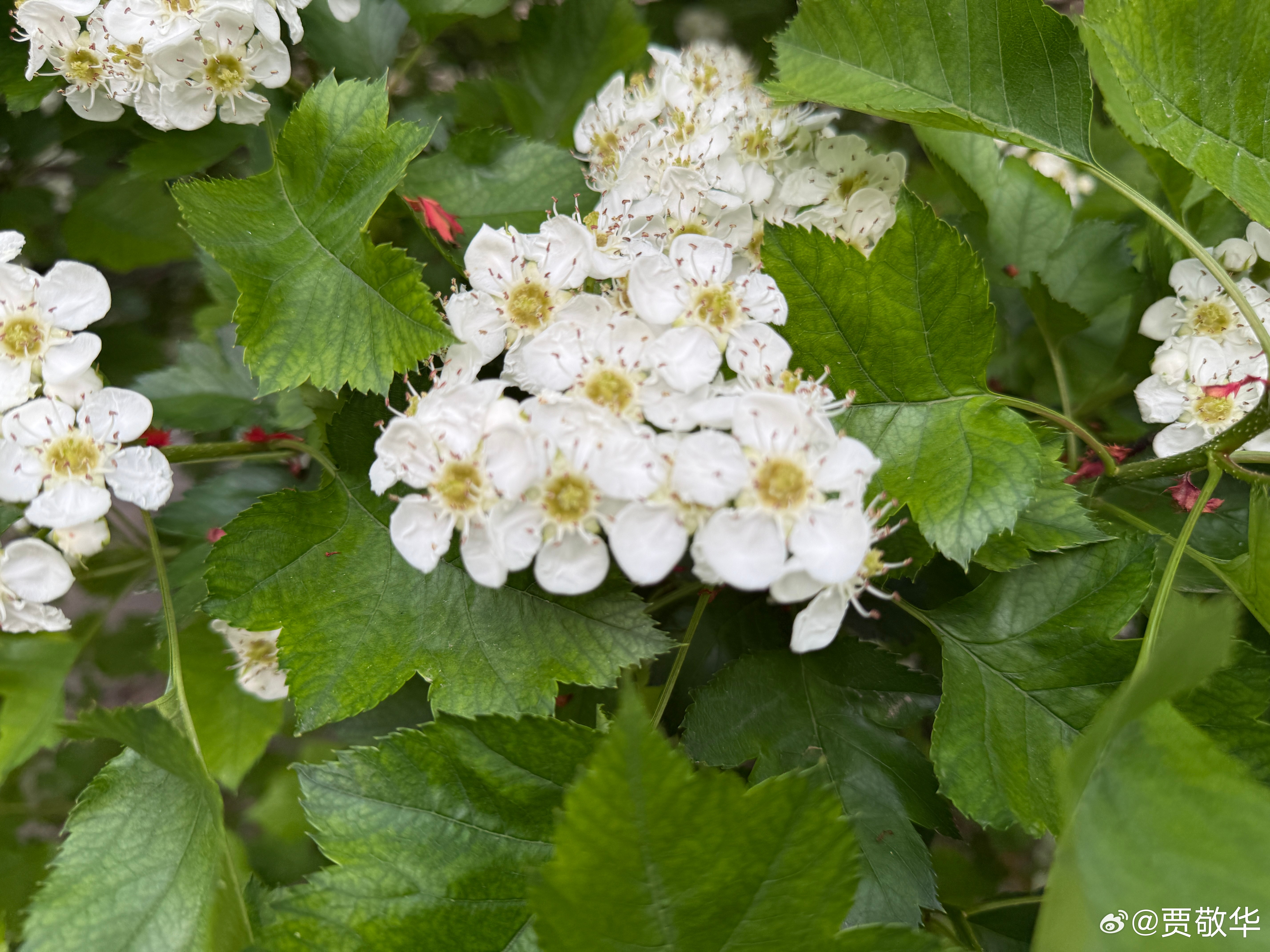 #每天早起打卡# 春天各种花都开了，大家猜一下，这是什么花？ 