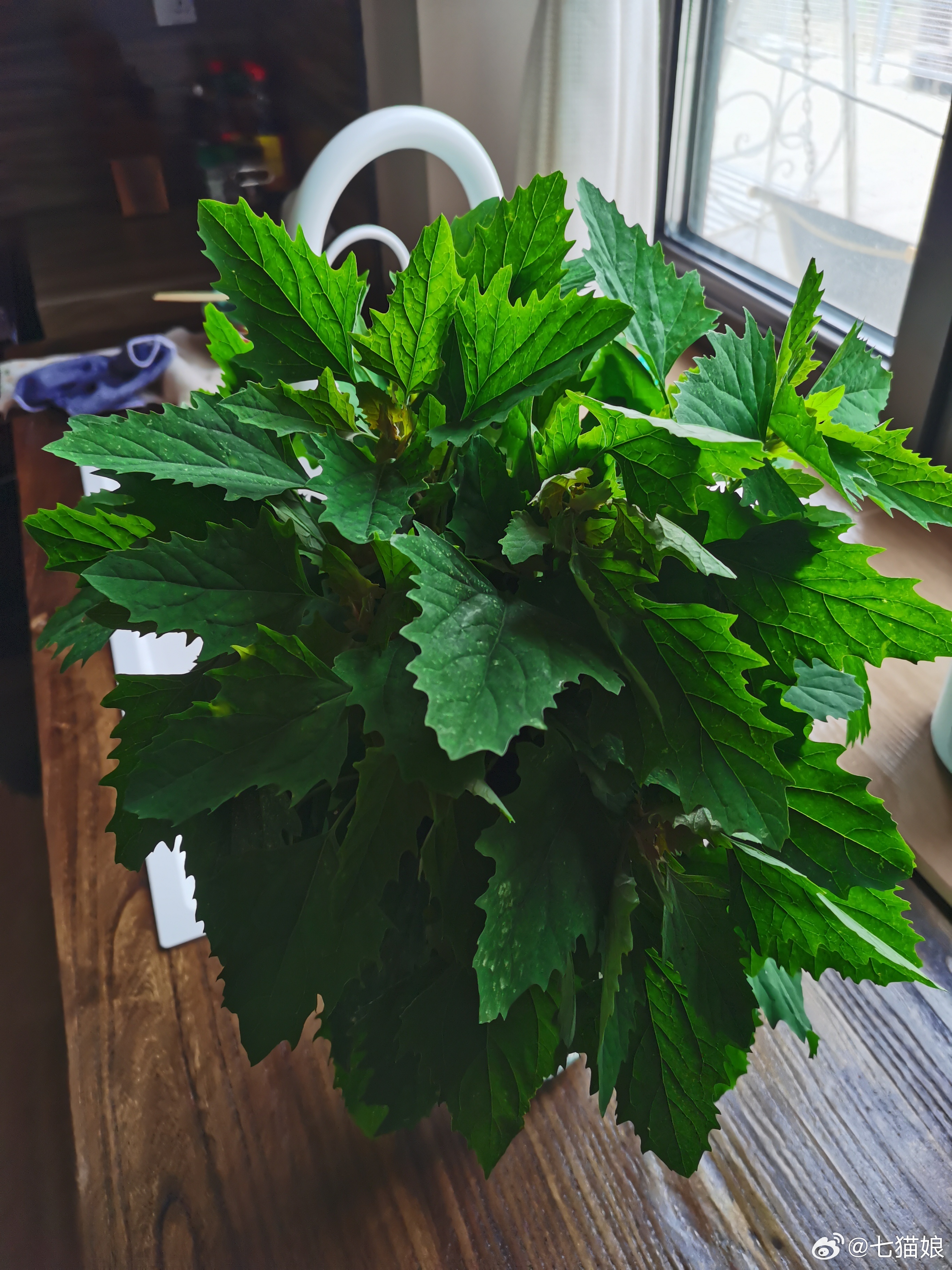来农村后没有买过鲜花了，各种野花野草都往瓶里插，今天是灰灰菜三天两头在地里拔草，