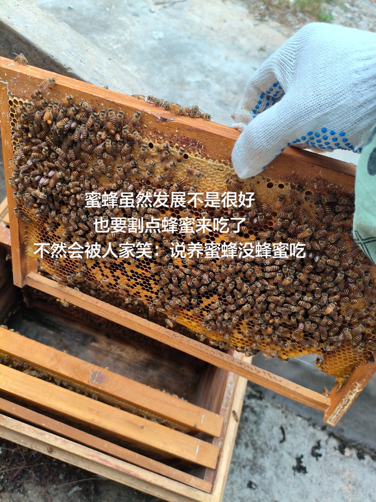 蜜蜂虽然发展不是很好
也要割点蜂蜜来吃了
不然会被人家笑：说养蜜蜂没蜂蜜吃
蜜蜂