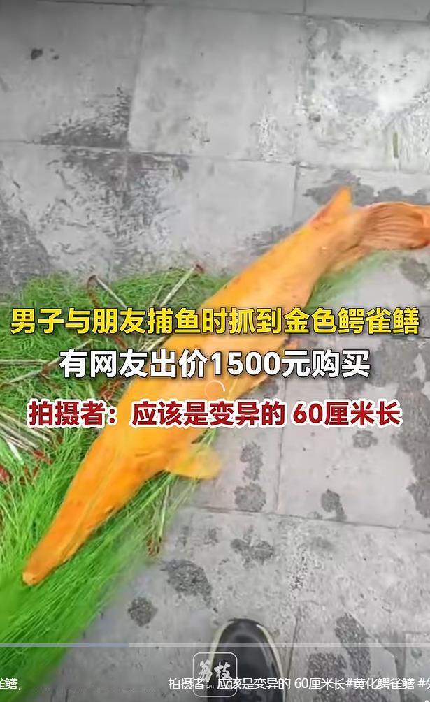 8月30日，据新浪视频公开报道，一段男子捕鱼偶遇金色鳄雀鳝的短视频在网络迅速走红
