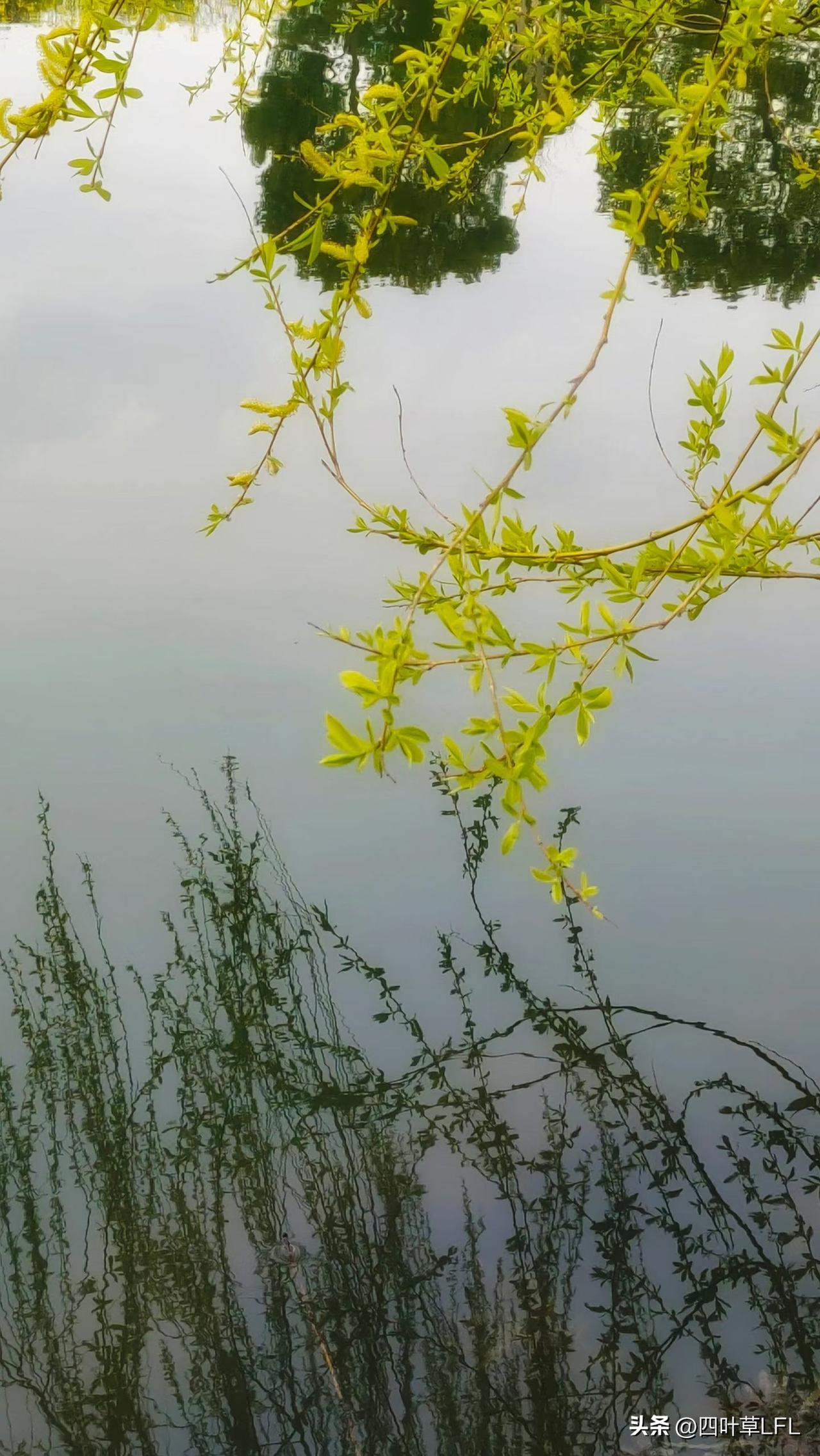 静谧湖面倒映着翠绿的枝叶，自然之美尽收眼底。