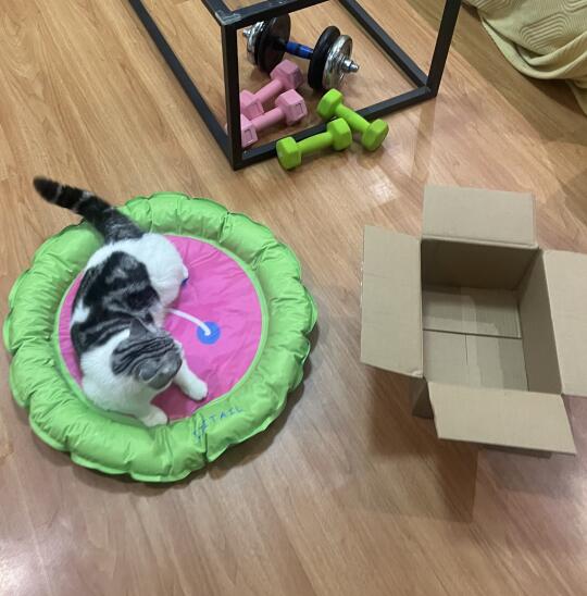 纸箱子和漂亮圈圈⭕️二选一