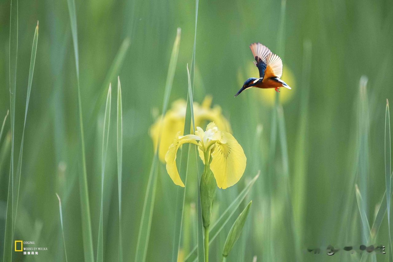 鸢尾花开的季节，是翠鸟最浪漫的时节。愿这抹治愈的蓝，抚平你所有的疲惫。

原创作