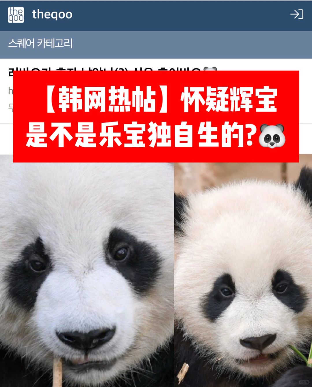 🔥韩网热帖｜怀疑辉宝是不是乐宝独自生的？🐼