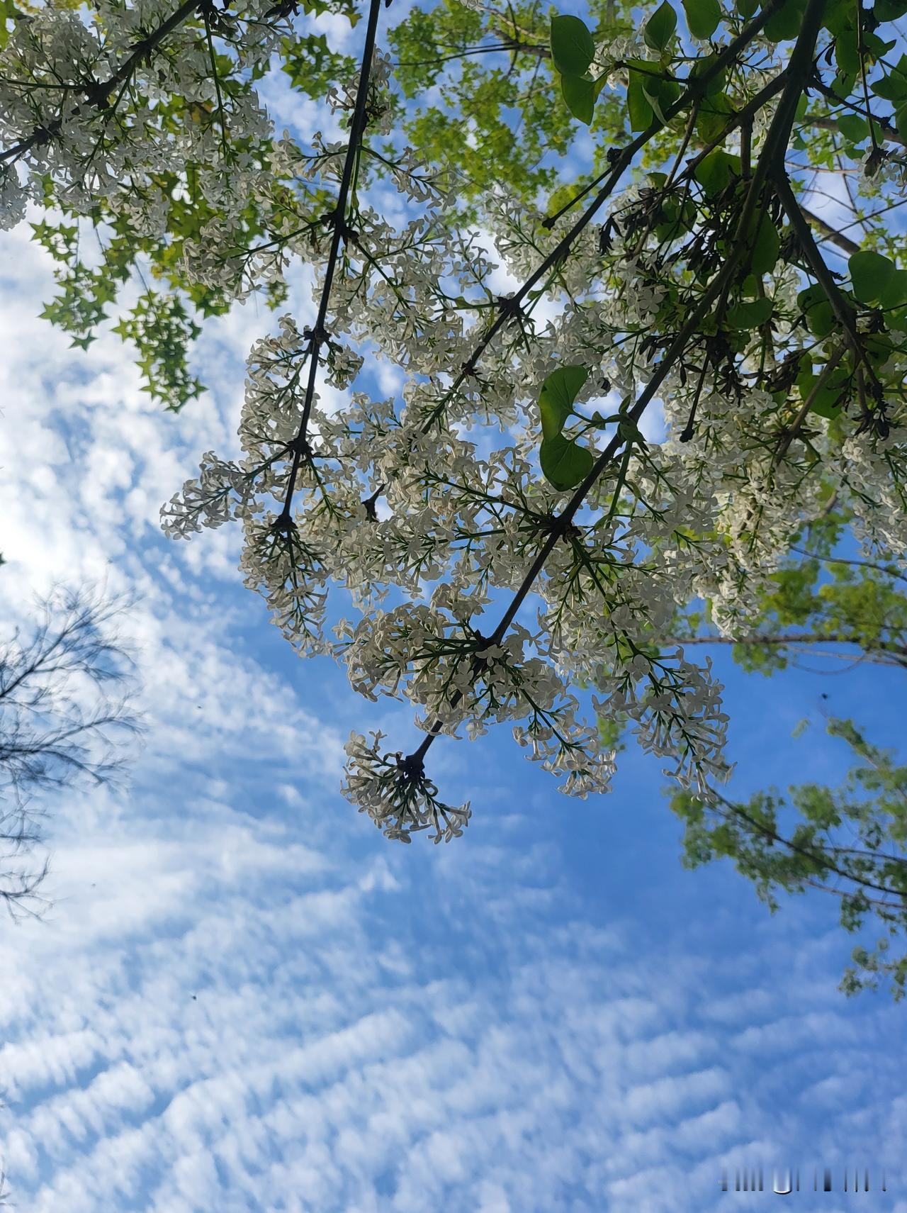 不刻意，不张扬，静静绽放，自有芬芳。
就像生活，不必追逐繁华，守住内心的安宁，平
