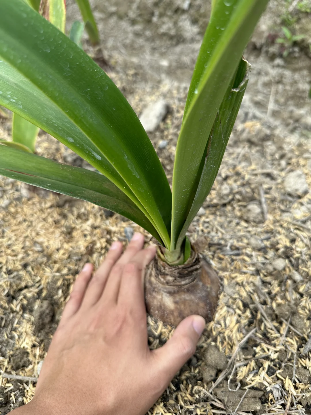 每天都能找到新花剑