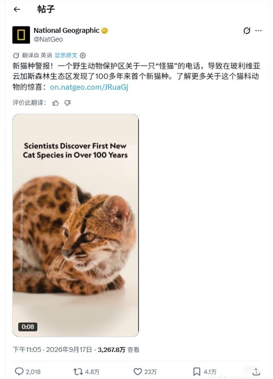 一百年来首次发现猫科新物种：蒂尔卡约！体型比常规猫小，身有豹纹。地球online