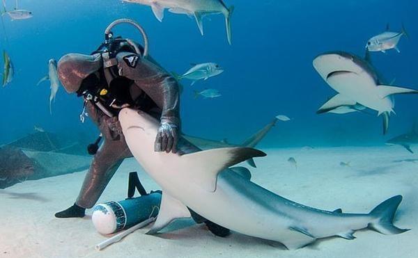 1996年，一位女性潜水者在潜水时，看到一只鲨鱼的牙上挂着一根大钩子，便帮助它把