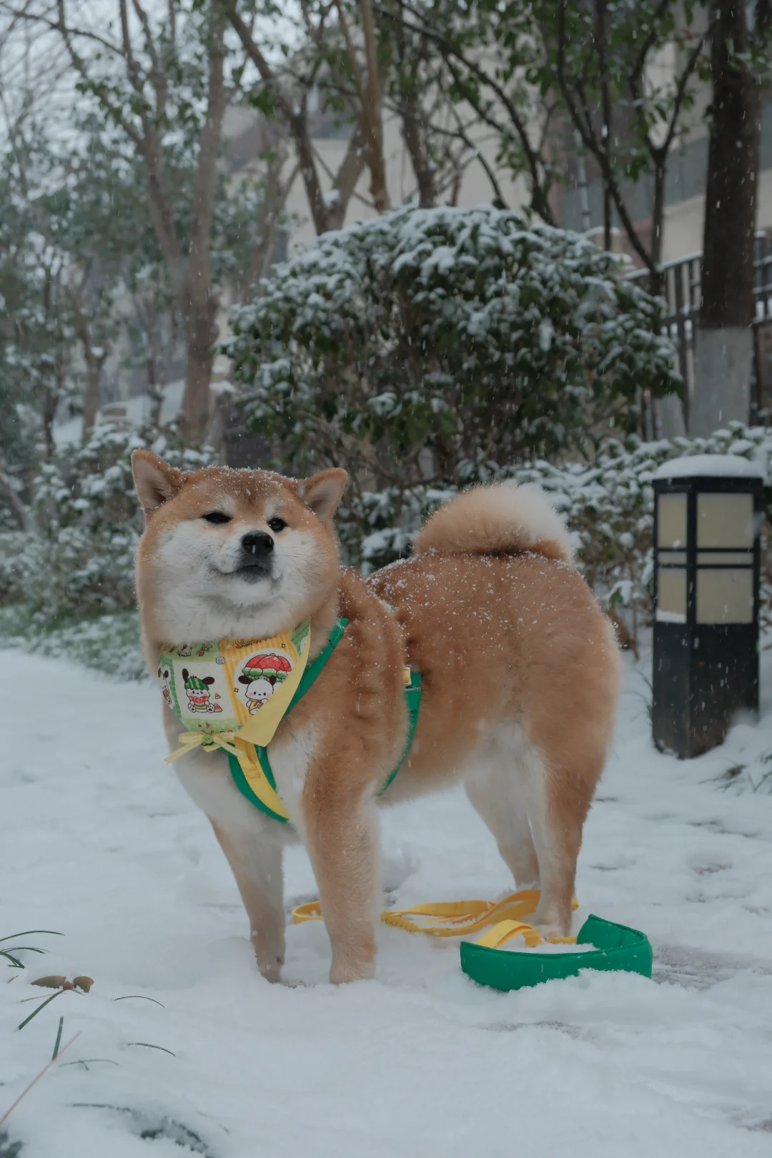糖霜小面包制作中❄️🍞武汉终于下雪啦