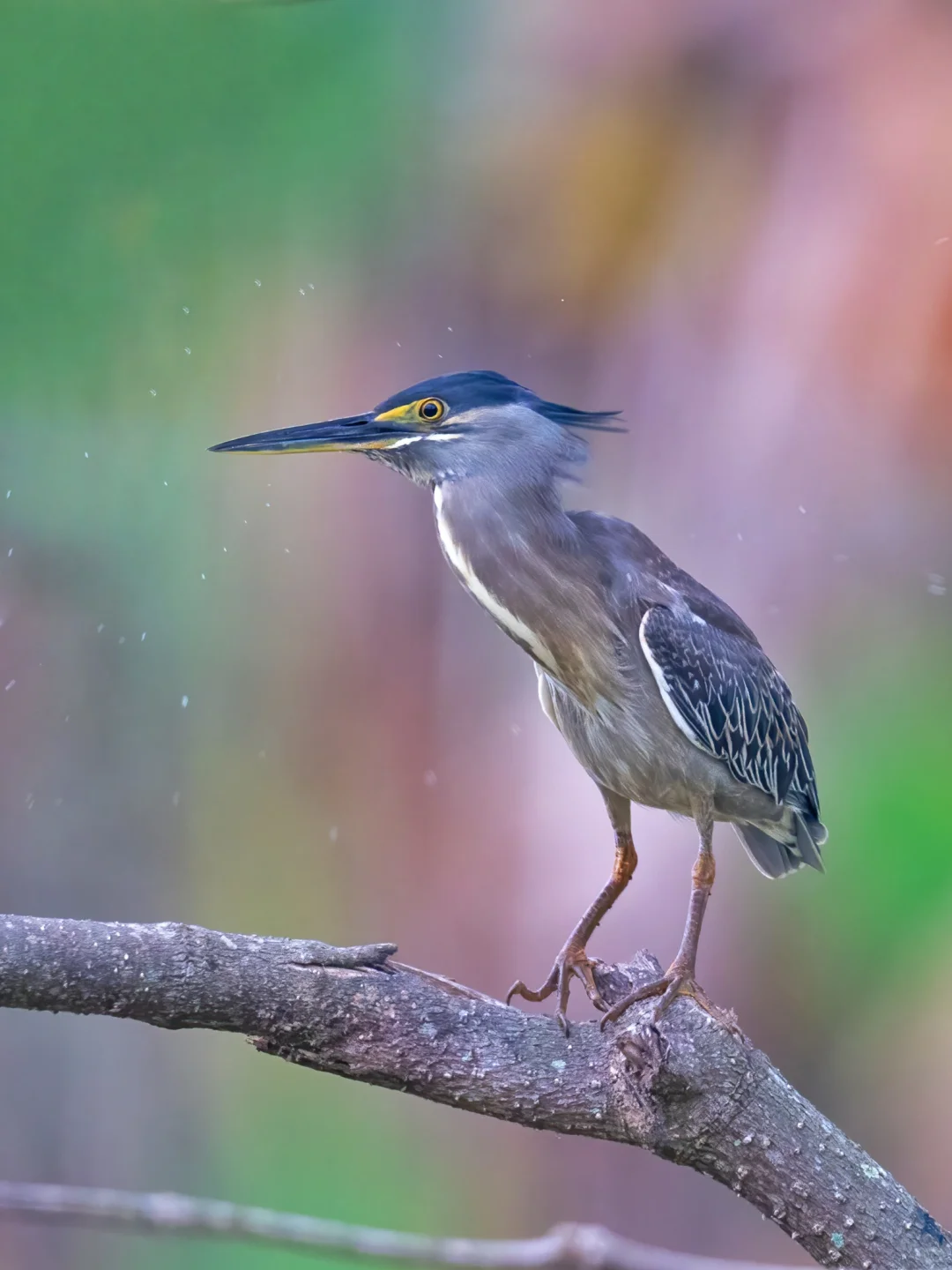 怪鸟绿鹭在伺机而动
