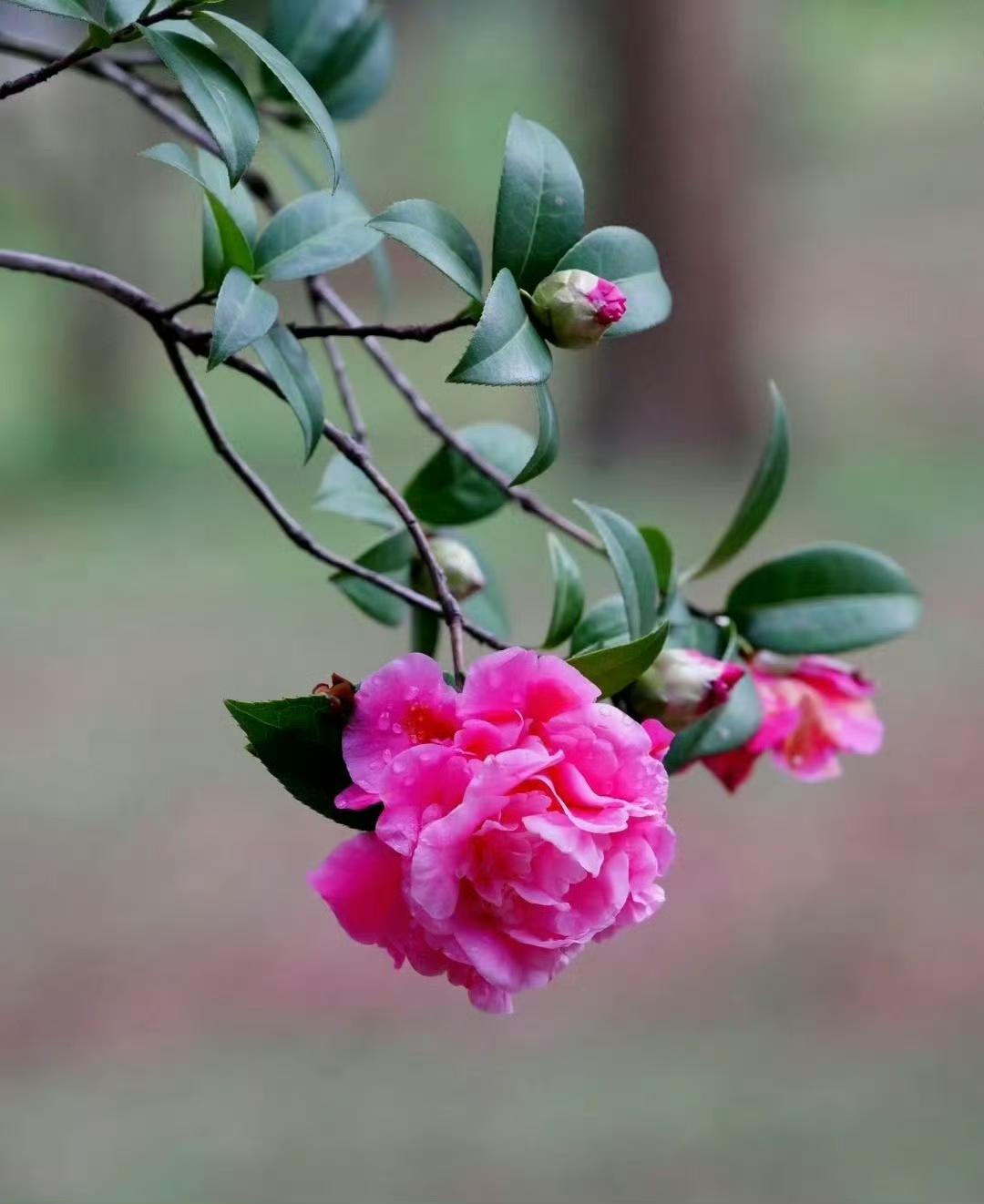 “  德为沃土财为花，不执春荣自发芽。心种善因无别念，清风送福到君家 … ” ​