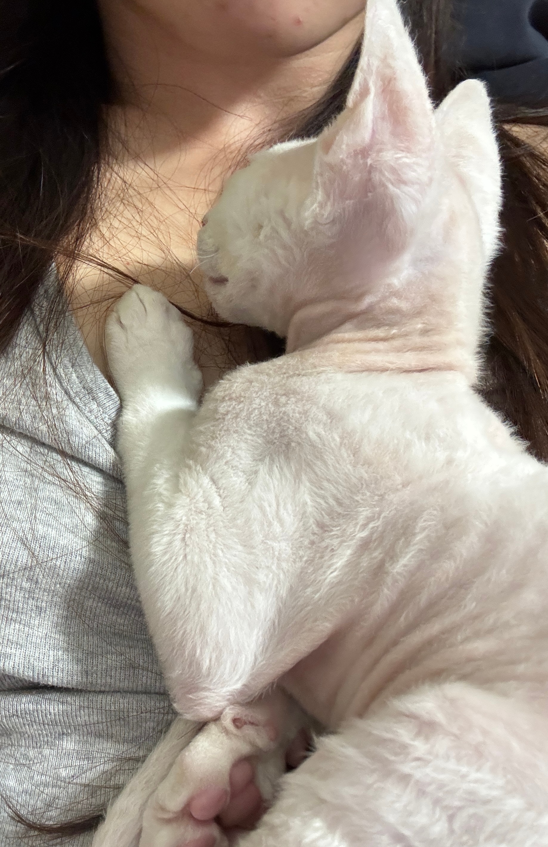 喜欢高需求的小猫才意识到自己也是高需求的小人 ​​​