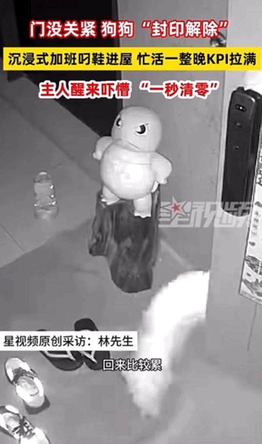 这狗狗简直成精了！浙江一位主人晚上忘记关门，结果闲不住的狗狗竟然通宵“加班”——