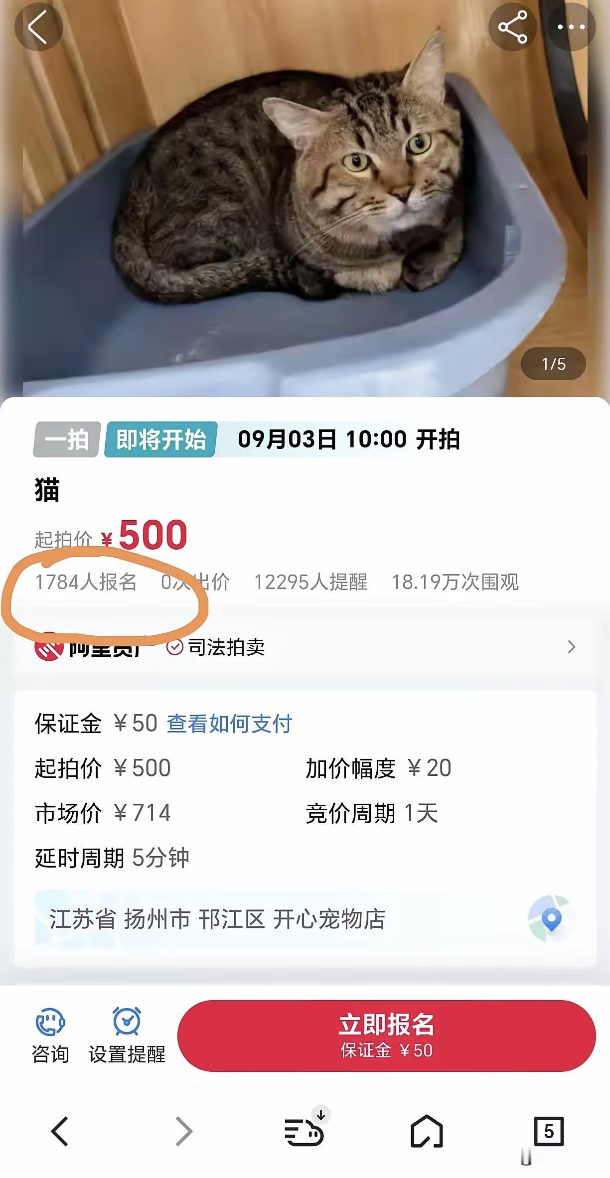 被扣两年无人问，一朝拍卖天下知！  
“坐牢”两年的法拍猫居然还有女朋友！  