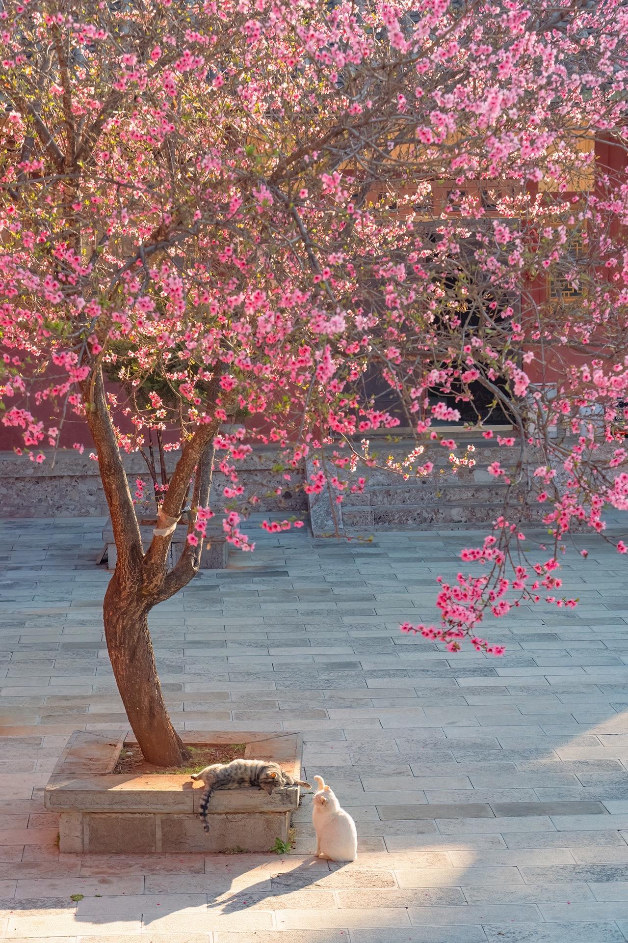 拍猫十年，春花和猫图鉴。继续和大家发我拍的春花和猫得意之作，这些年拍于...