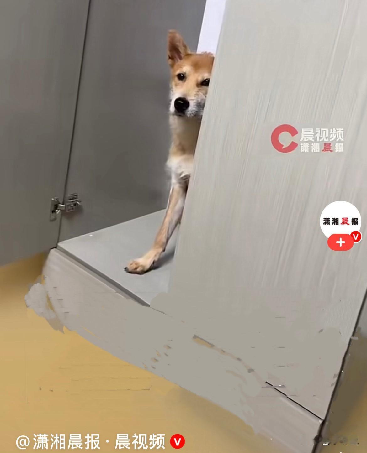 近日，浙江台州的田先生家住一楼，台风过境后家里严重进水，地面积了一大片雨水，最神